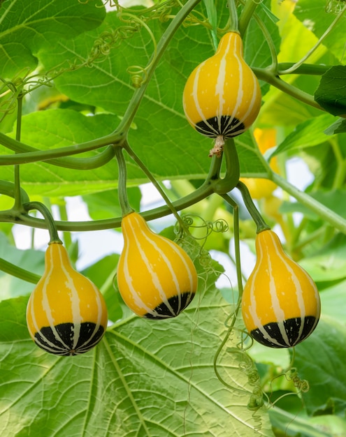 Zierkürbis oder Kürbis auf seinem Baum