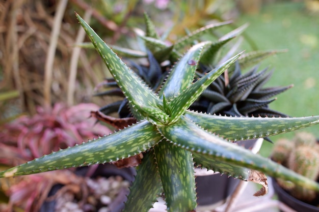 Zierpflanze Aloe jucunda, die im Garten wächst