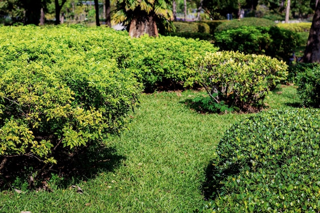 Zierpflanze im Garten