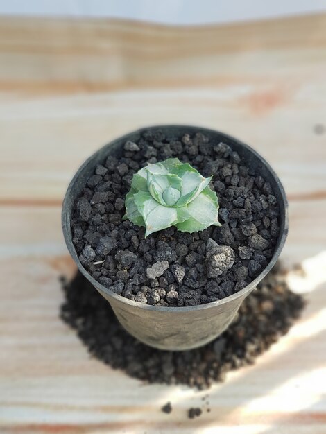 Zierpflanzen, Agave Potatorum, Agavenarten, in Töpfen, grüne Blätter, natur eignen sich sehr gut zum Dekorieren Ihrer Wohnumgebung natürlich gesund frisch