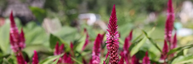 Zierpflanzen Celosia Burgunder schönes Sommerblumenkonzept