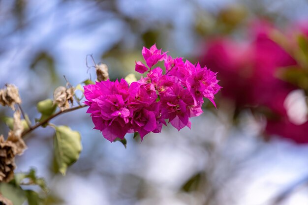 Zierpflanzenblüten der Art Bougainvillea glabra