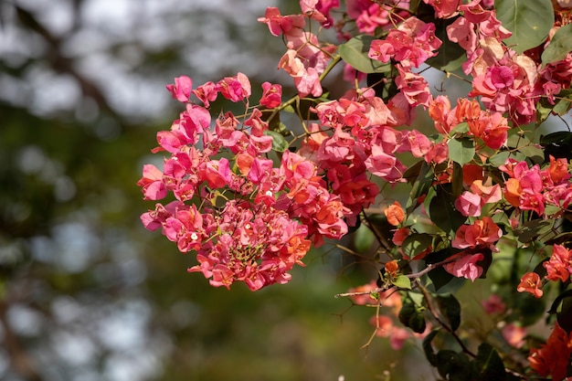 Zierpflanzenblüten der Art Bougainvillea glabra