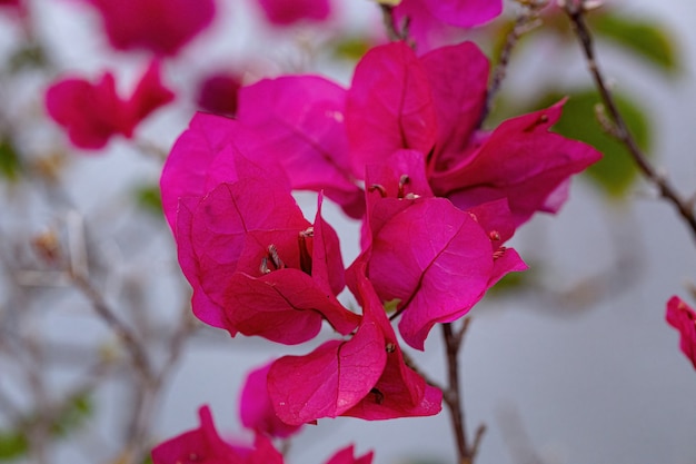 Zierpflanzenblüten der Art Bougainvillea glabra