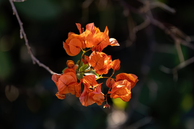 Zierpflanzenblüten der Gattung Bougainvillea
