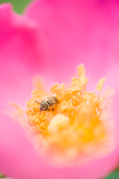 Zierrose und Insekt