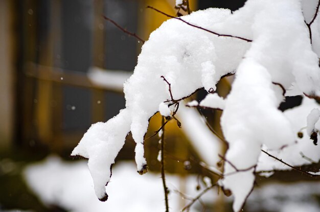 Ziersträucher wurden mit Schnee bedeckt