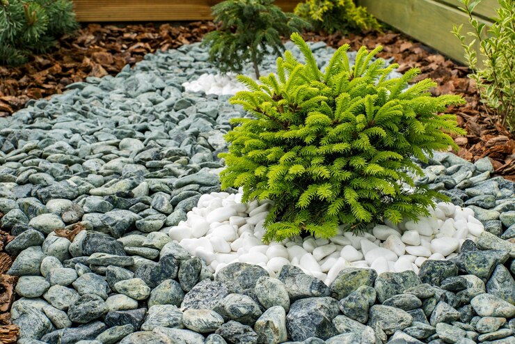 Zierstrauch im mit Steinen gesäumten Garten