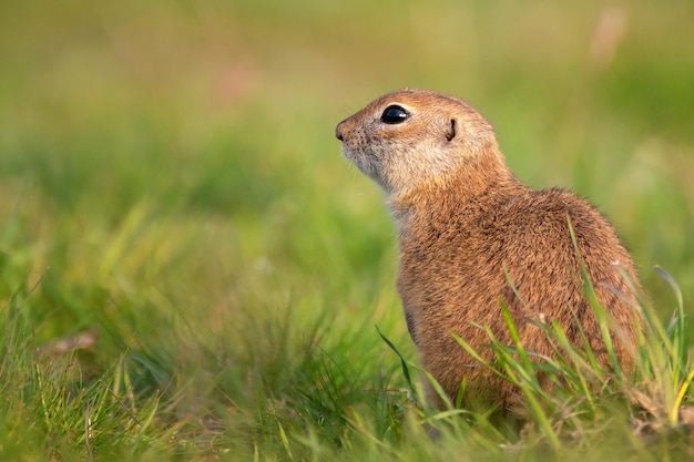 Ziesel Spermophilus pygmaeus, der im Gras steht