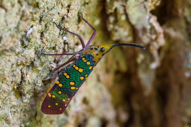 Zikade oder Lanternfly (Saiva gemmata)