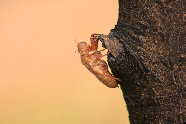 Zikadenhaut am Baum