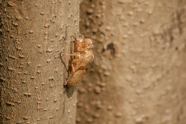 Zikadenhaut ist auf dem Baum.