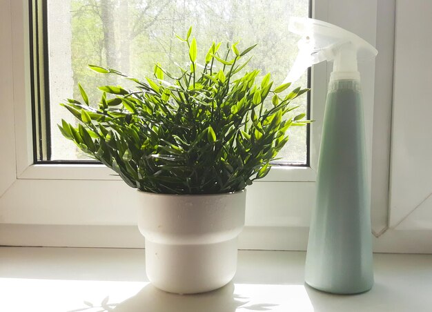 Zimmerblumen auf der Fensterbank Sonnenlicht aus dem Fenster Blumenzucht Pflanzen Wasser sprühen Pflanzenpflege Sonnenlicht