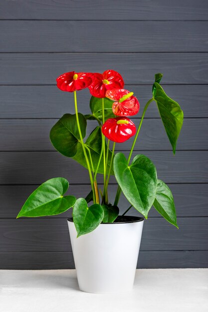 Zimmerpflanze Anthurium im weißen Blumentopf isoliert auf weißem Tisch und grauem Hintergrund