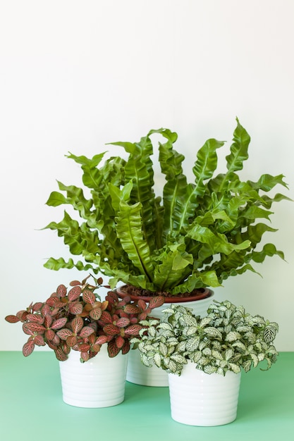 Zimmerpflanze Asplenium nidus und Fittonia im Blumentopf