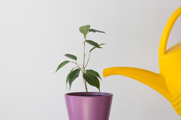 Zimmerpflanze Ficus im Topf wird durch gelbe Wasserkanne auf weißem Hintergrund bewässert