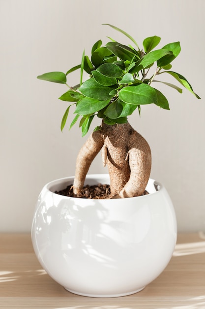 Zimmerpflanze Ficus Microcarpa Ginseng im weißen Blumentopf