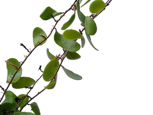 Zimmerpflanze hängend auf weißem Hintergrund Grüne Pflanze hängend isoliert auf weißem Hintergrund