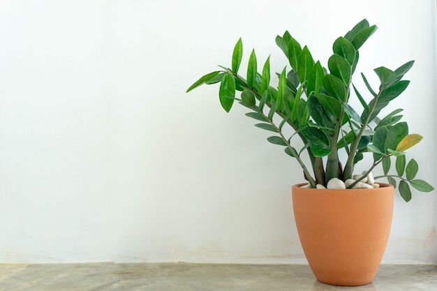 Foto zimmerpflanze mit betonwand und kopierraum