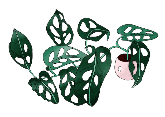 Zimmerpflanze-Monstera-Illustration