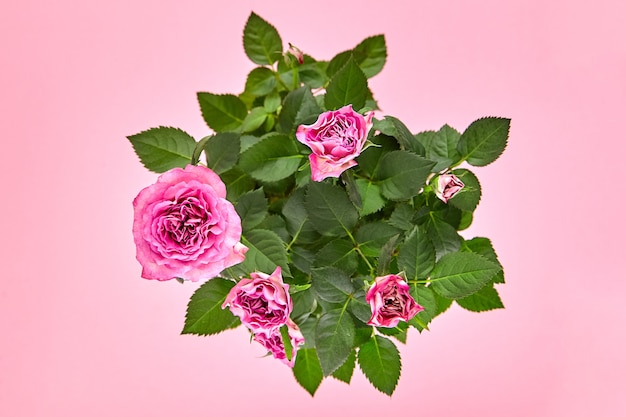 Zimmerpflanze, rosa Rosen, Innenblumen auf rosa Hintergrund, Draufsicht. Blühender Strauch, innere Pflanze mit grünen Blättern und rosafarbenen Blütenblättern, Nahaufnahme, selektiver Fokus