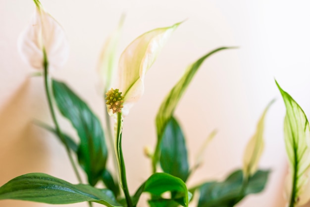 Zimmerpflanze - Spathiphyllum floribundum (Peace Lily). Weiße Blume auf dem Hintergrund der grünen Blätter