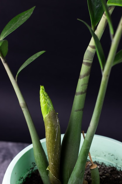 Zimmerpflanze sprießen Zamioculcas auf schwarzem Hintergrund