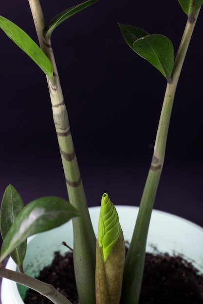 Zimmerpflanze sprießt Zamioculcas auf schwarzem Hintergrund