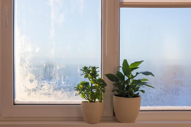 Zimmerpflanzen auf der Fensterbank im Sonnenlicht im Winter