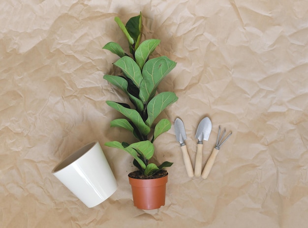 Zimmerpflanzen eintopfen Komposition mit der Zimmerpflanze Blumentopf Schaufel Rechen auf Kraftpapier