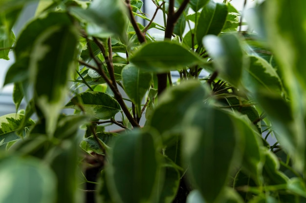 Zimmerpflanzen-Ficus. Blume in einem Topf. heimische Blumen