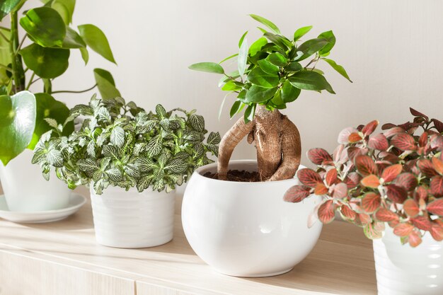 Zimmerpflanzen Ficus Microcarpa Ginseng und Fittonia im weißen Blumentopf