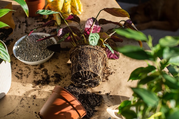 Zimmerpflanzen Ficus mit Wurzeln liegt außerhalb des Topfes Ein Werkzeug zum Umpflanzen von Erde auf dem Tisch