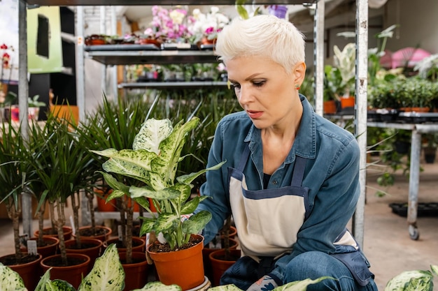 Foto zimmerpflanzen haben einen positiven einfluss auf die gesundheit des pflanzenpflegehobbys