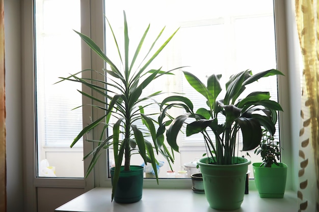 Zimmerpflanzen und Blumen in Töpfen am Fenster Sämlinge auf der Fensterbank