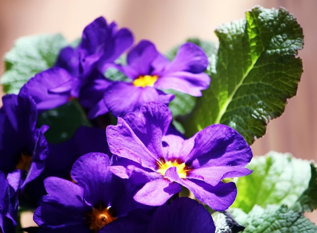 Zimmerpflanzen Violette Blüten