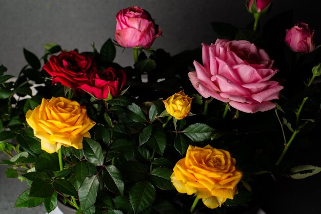 Zimmerrosen rosa, gelbrot in Blumentöpfen