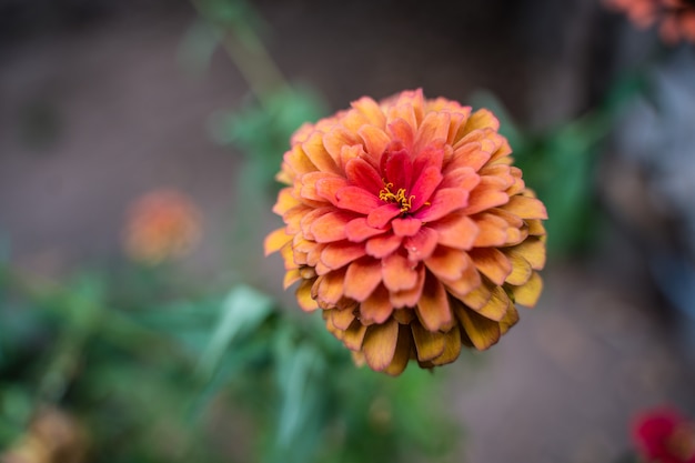 Zínia rosa ou zínia linda no jardim