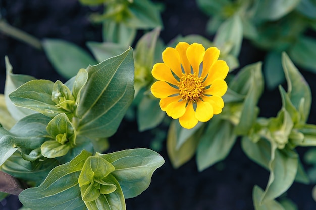 Un zinnia amarillo joven floreció en el macizo de flores.