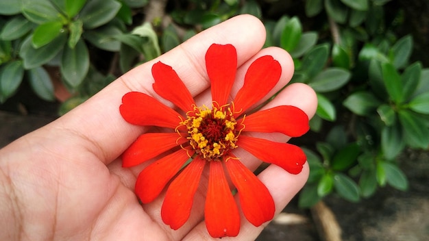 Zinnia Angustifolia Naranja Hermosas flores que crecen en el patio como planta ornamental