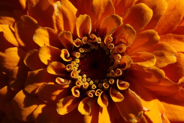 Zinnia-Blume im Garten Blumenhintergrund