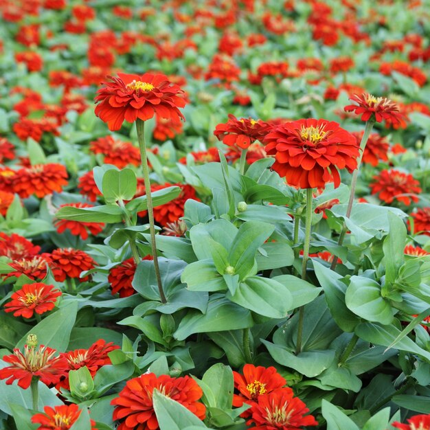 Zinnia Blumen