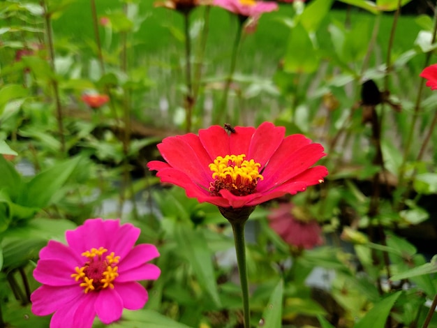 Zinnia-Blumenpflanze am Fluss