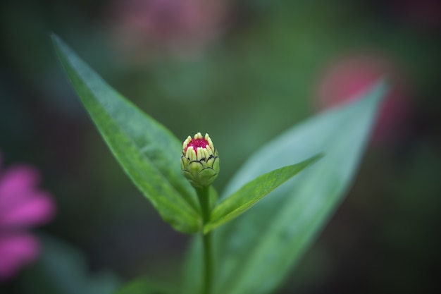 ํ Zinnia común joven (Zinnia elegans) en el jardín con espacio para poner texto