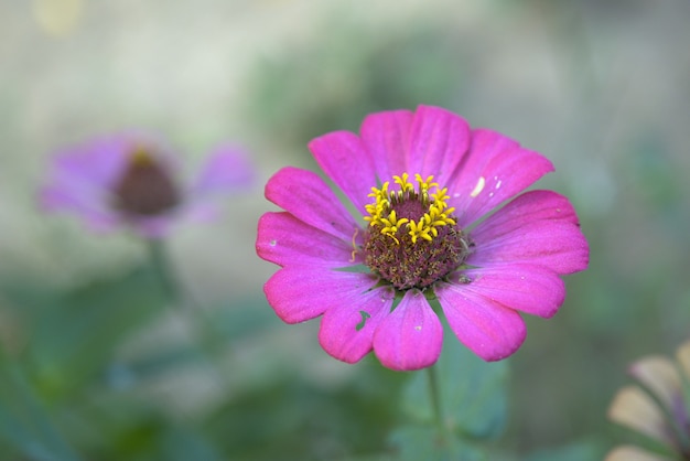 Zinnia común púrpura (Zinnia elegans) en el jardín con espacio para poner texto, lowkey