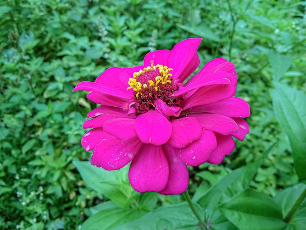 La Zinnia común rosa o Zinnia florece maravillosamente de cerca