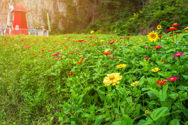 Zinnia común (zinnia elegante) maravillosamente con el fondo verde de las hojas en el jardín.