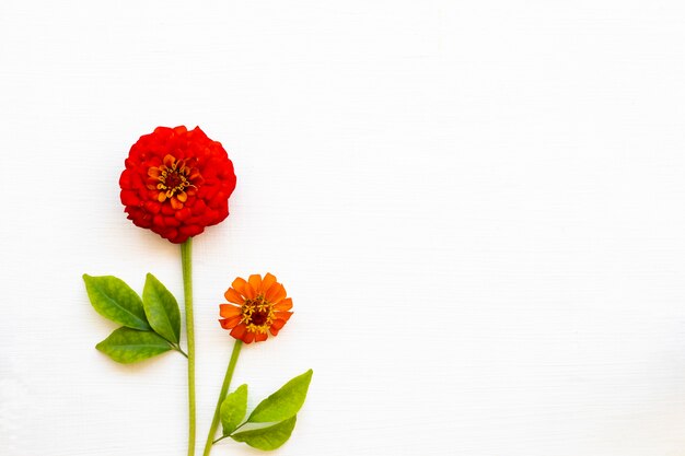 Foto zinnia elegans arreglo de flores estilo postal endecha plana