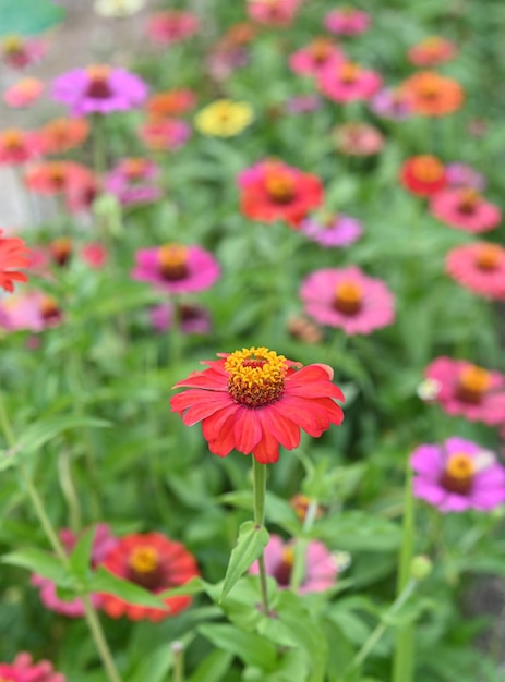 Zinnia elegans blüht im Park