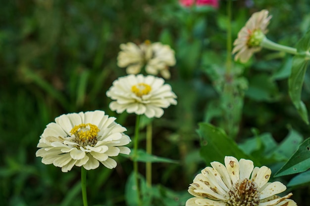 Zinnia elegans conhecido como zínia comum de juventude e zínia ou zínia elegante é uma planta com floração anual